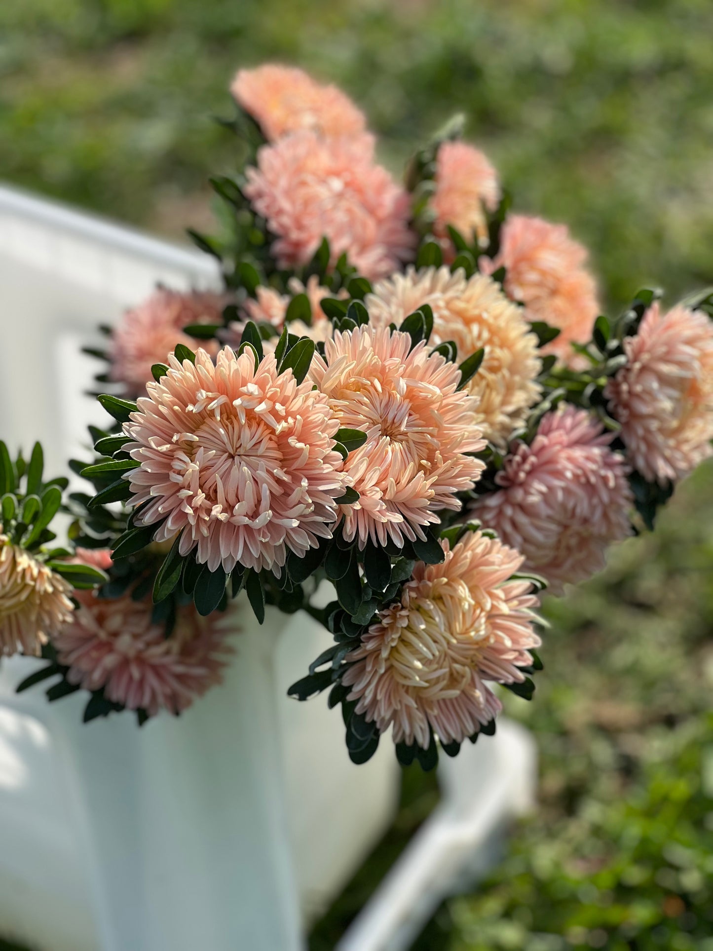 Aster NEW Syringa Gold Salmon