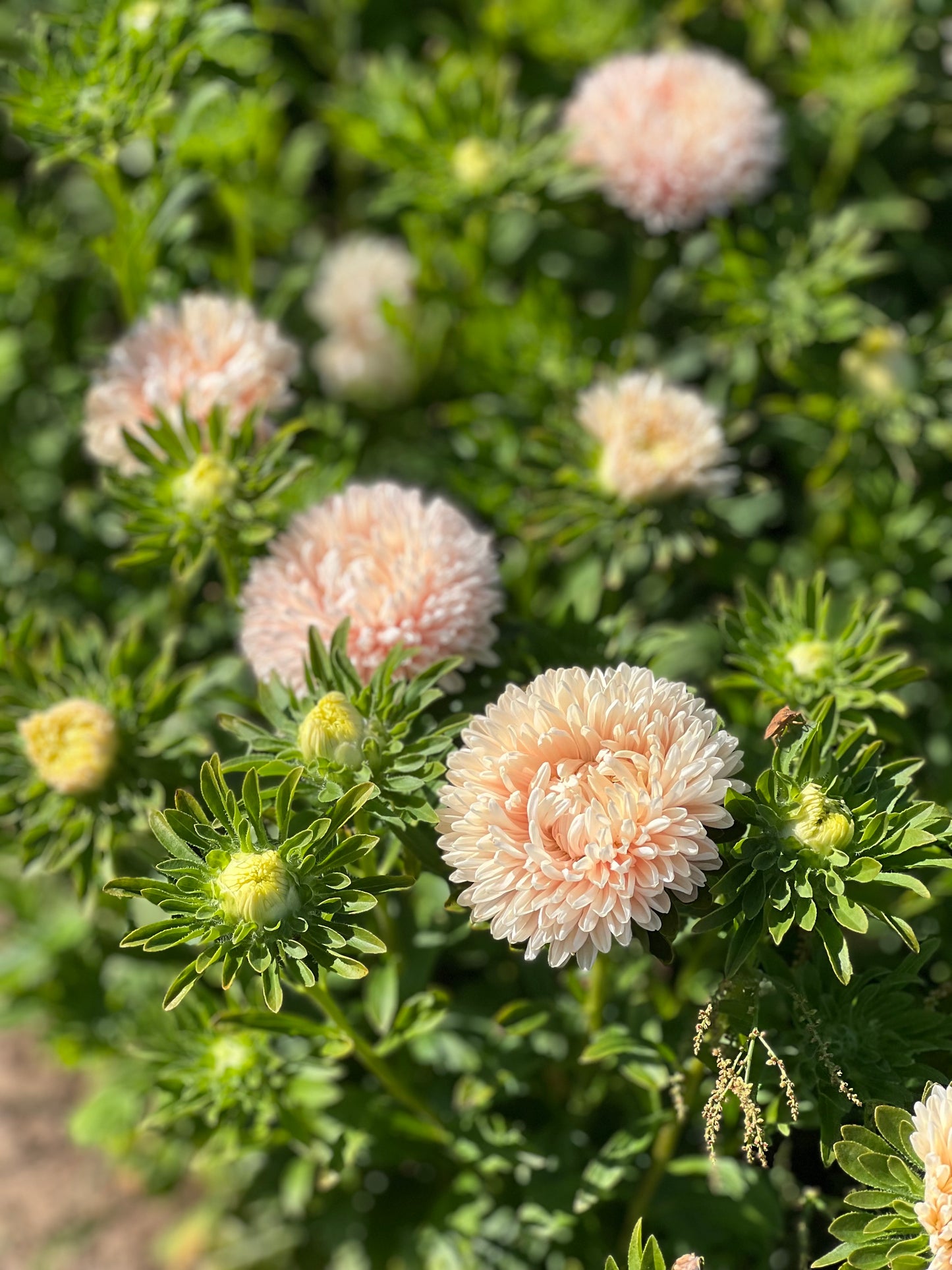 Kiinanasteri Lady Coral® Chamois