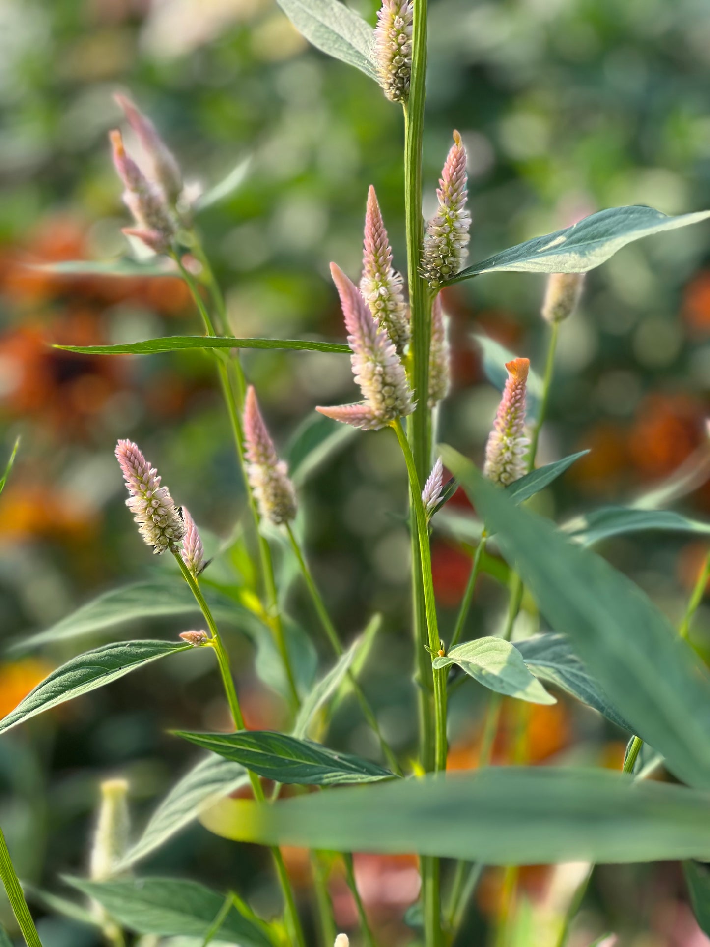 Celosia argentea cristata Light white, pink