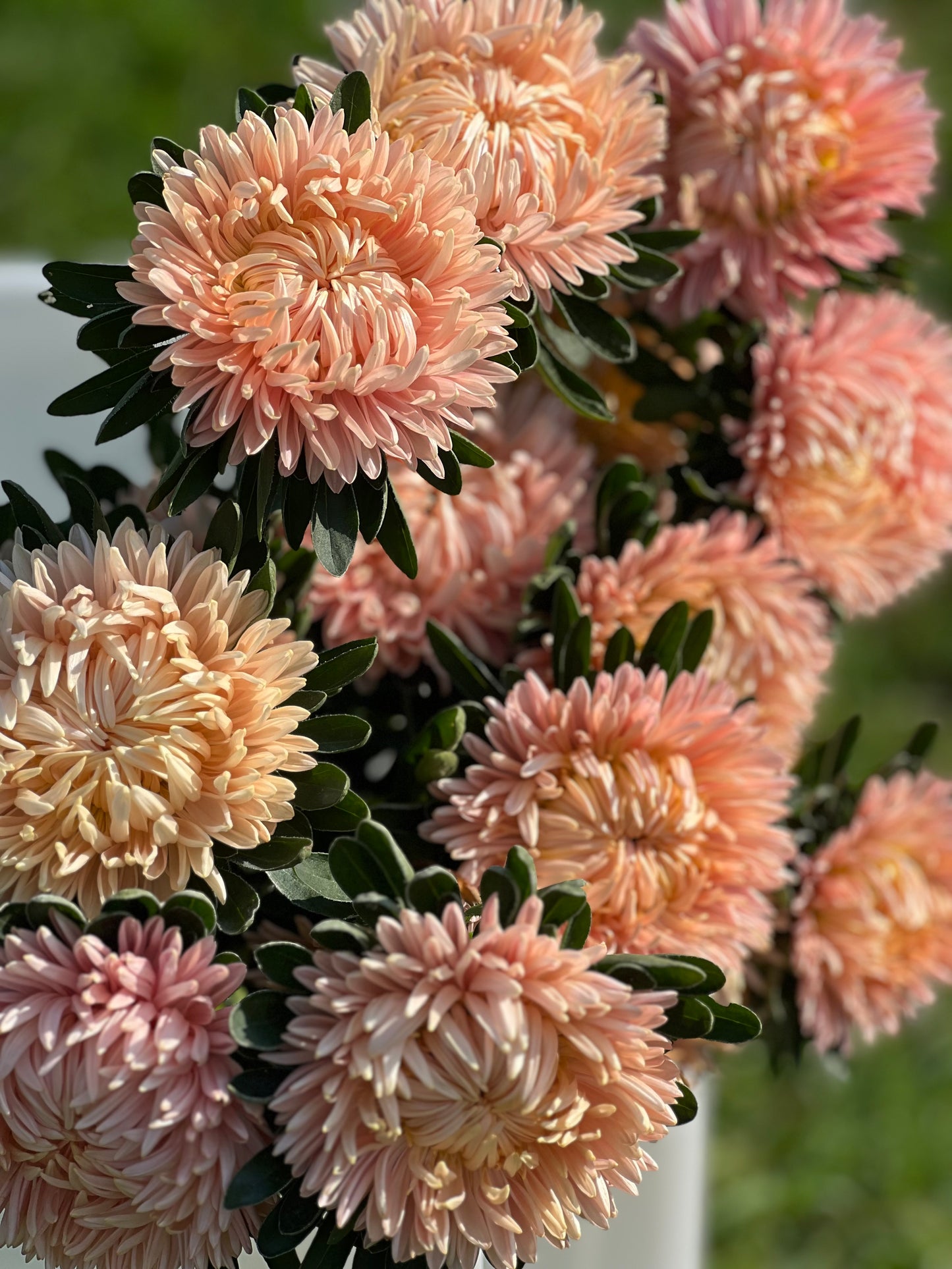 Aster NEW Syringa Gold Salmon