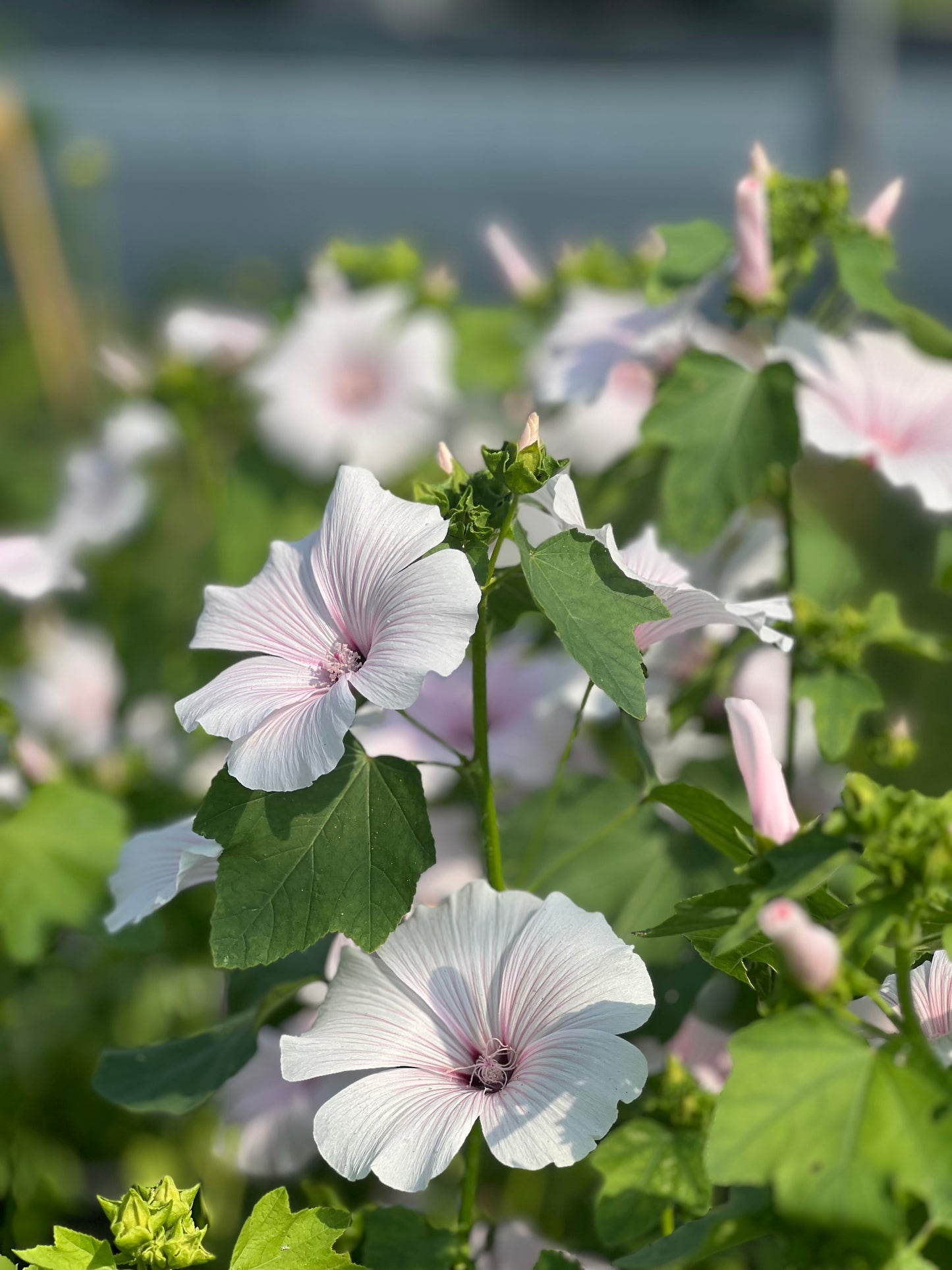 Lavatera 'Silver Blush'