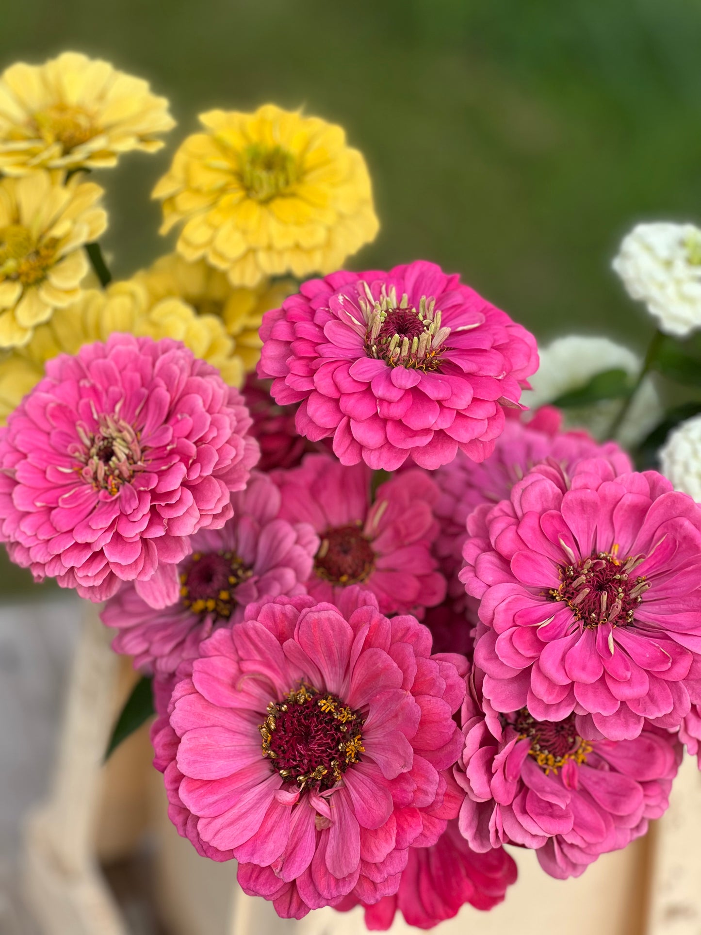 Zinnien Benary's Giant Bright Pink