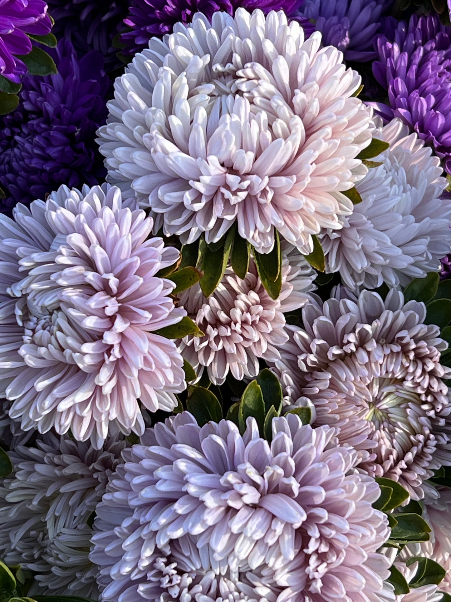 Aster Lady Coral® Lavender.