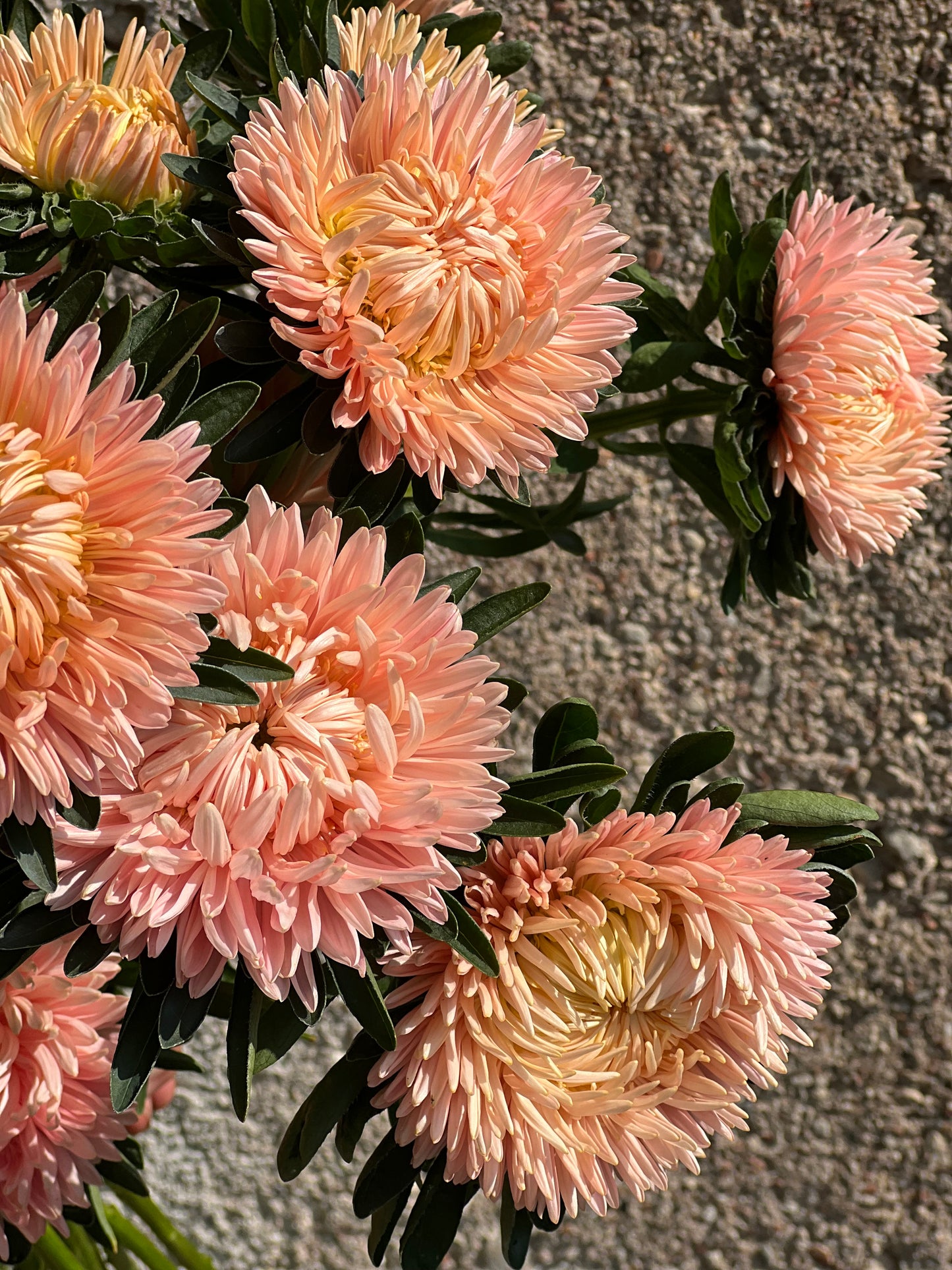 Aster NEW Syringa Gold Salmon