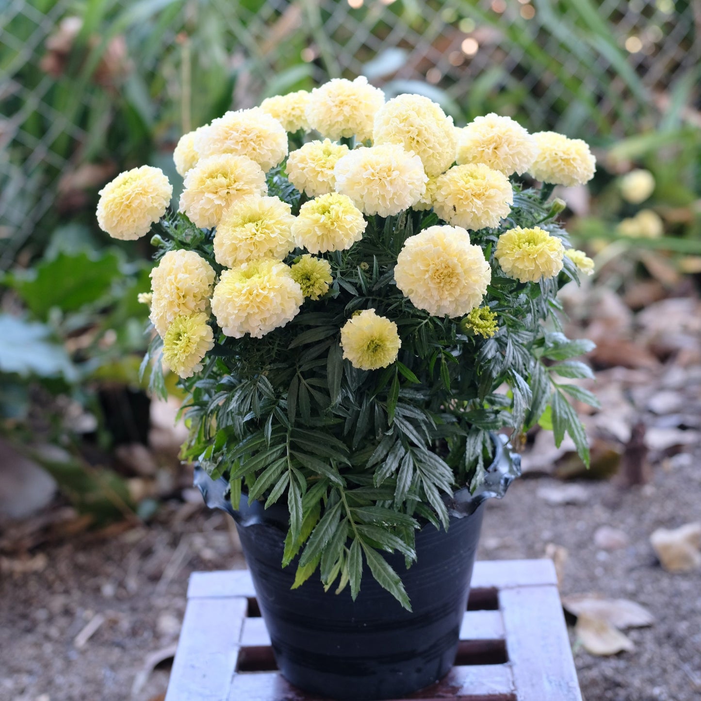 Tagetes erecta | Marigold Baby Swan White