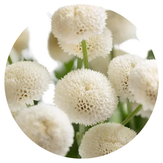 Tanacetum parthenium | Matricaria Baya®