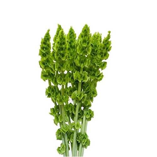 Bells of Ireland Moluccella laevis