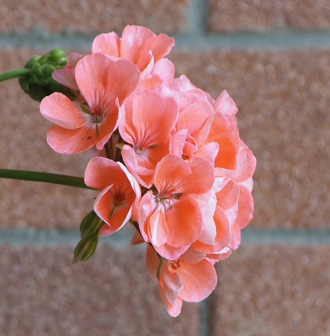 Pelargonium x hortorum BullsEye™ Salmon