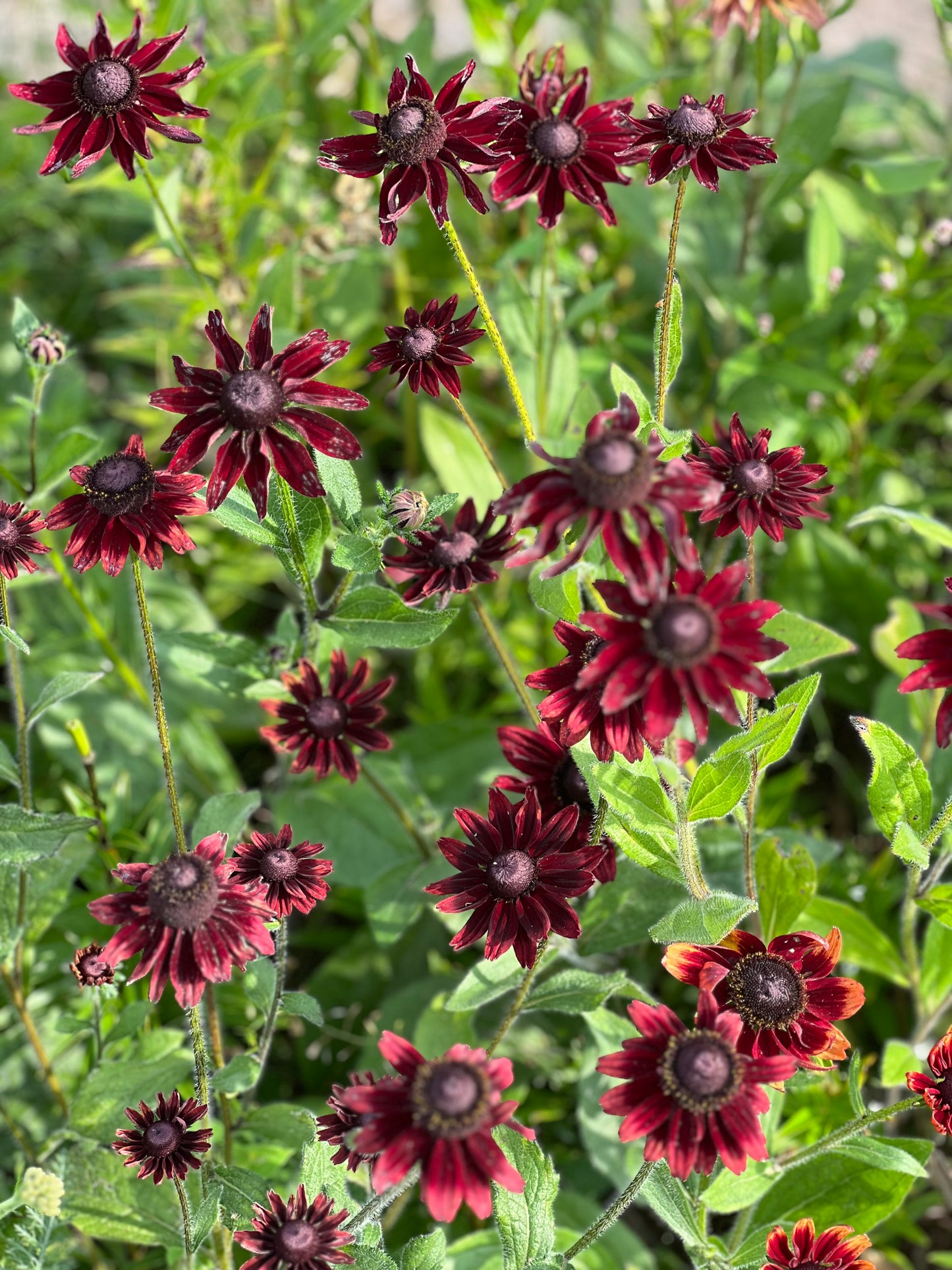 Rudbeckia hirta Cherry Brandy