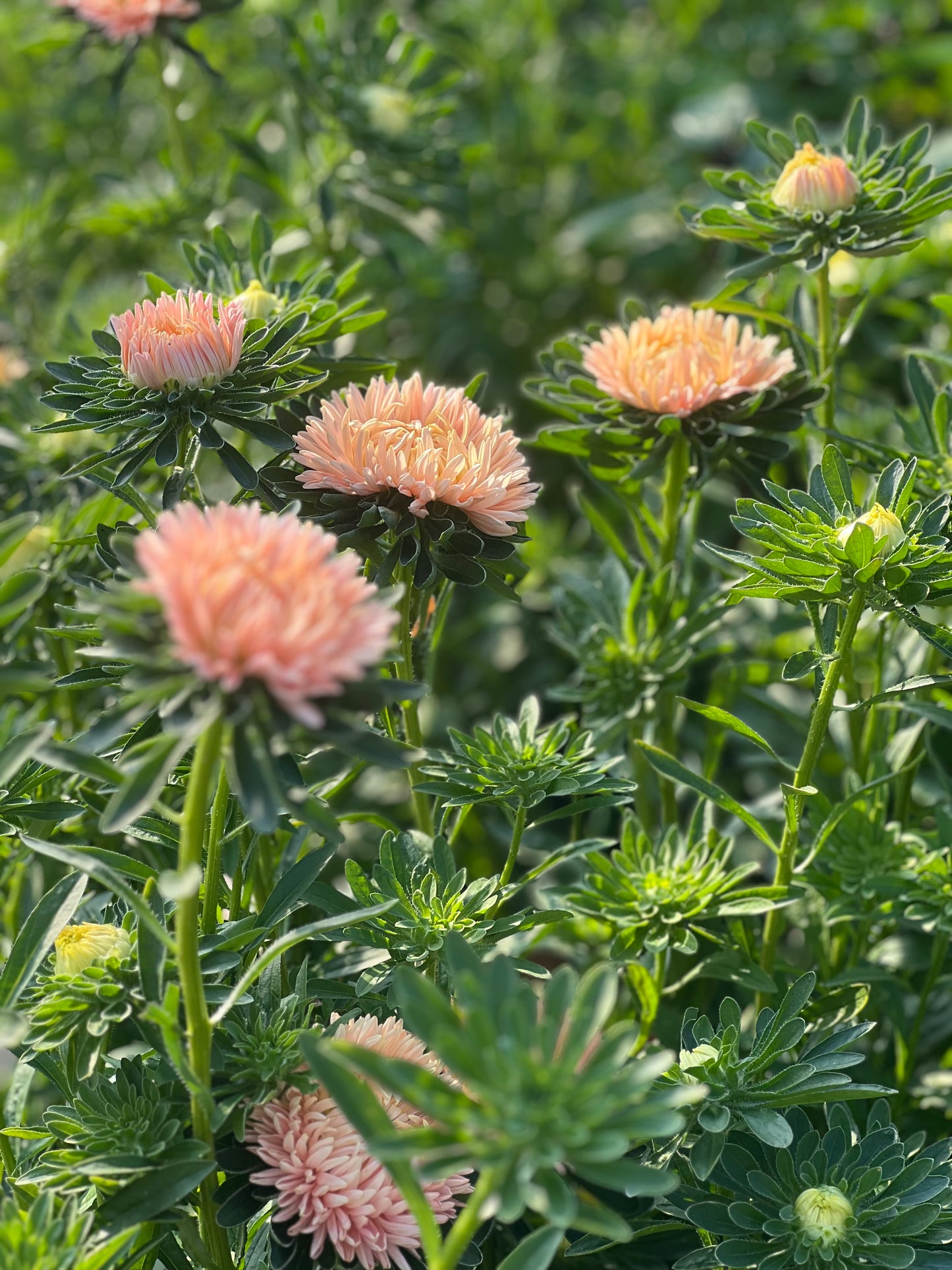 Aster NEW Syringa Gold Salmon