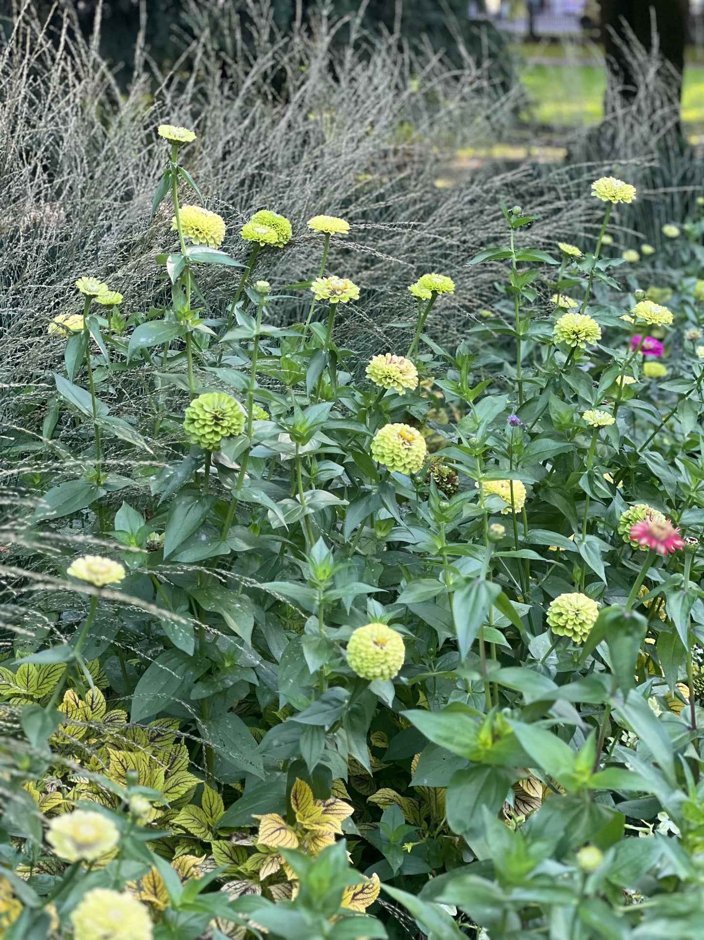 Zinnia elegans Benary's Giant Lime