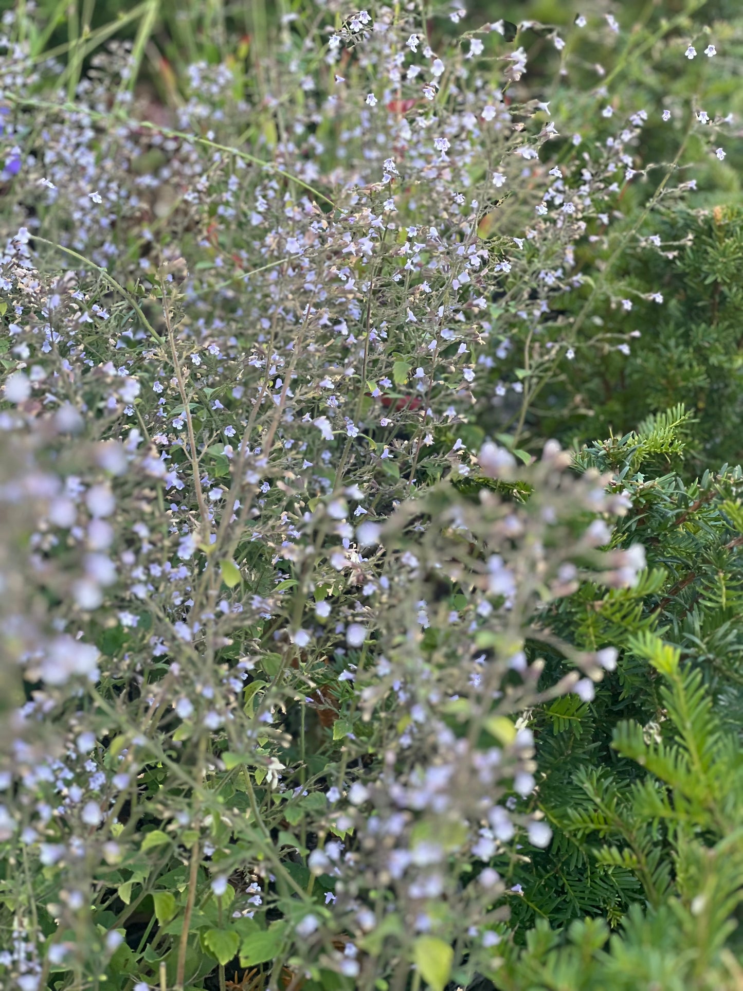 Calamintha nepeta Marvelette Blue