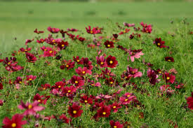 Cosmos bipinnatus Rubenza