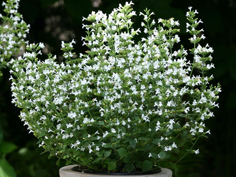 Calamintha nepeta Marvelette White