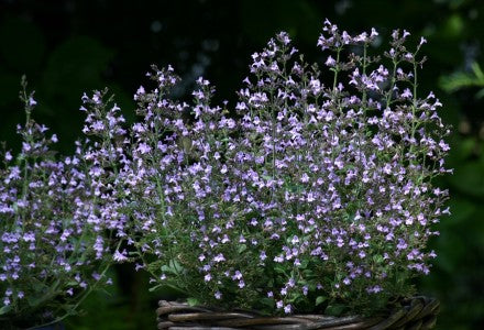 Calamintha nepeta Marvelette Blue