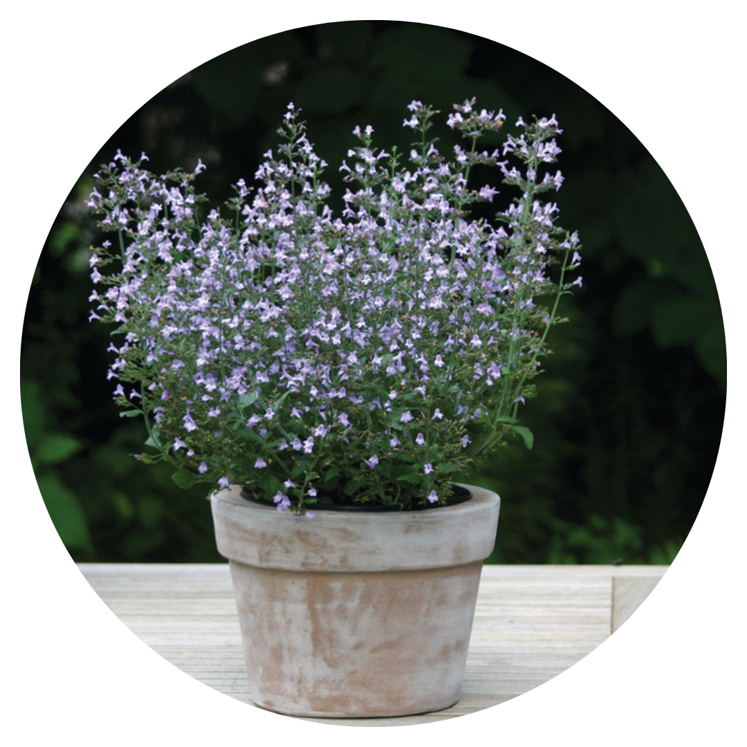 Calamintha nepeta Marvelette Blue