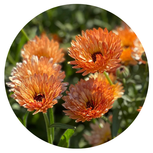 Calendula officinalis Orange Flash | Pot marigold