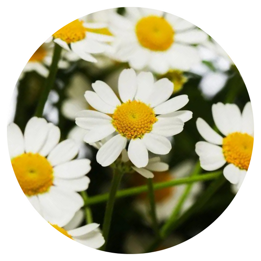 Tanacetum parthenium | Matricaria Cameron