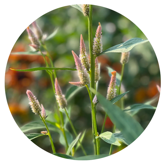 Celosia argentea cristata Light white, pink