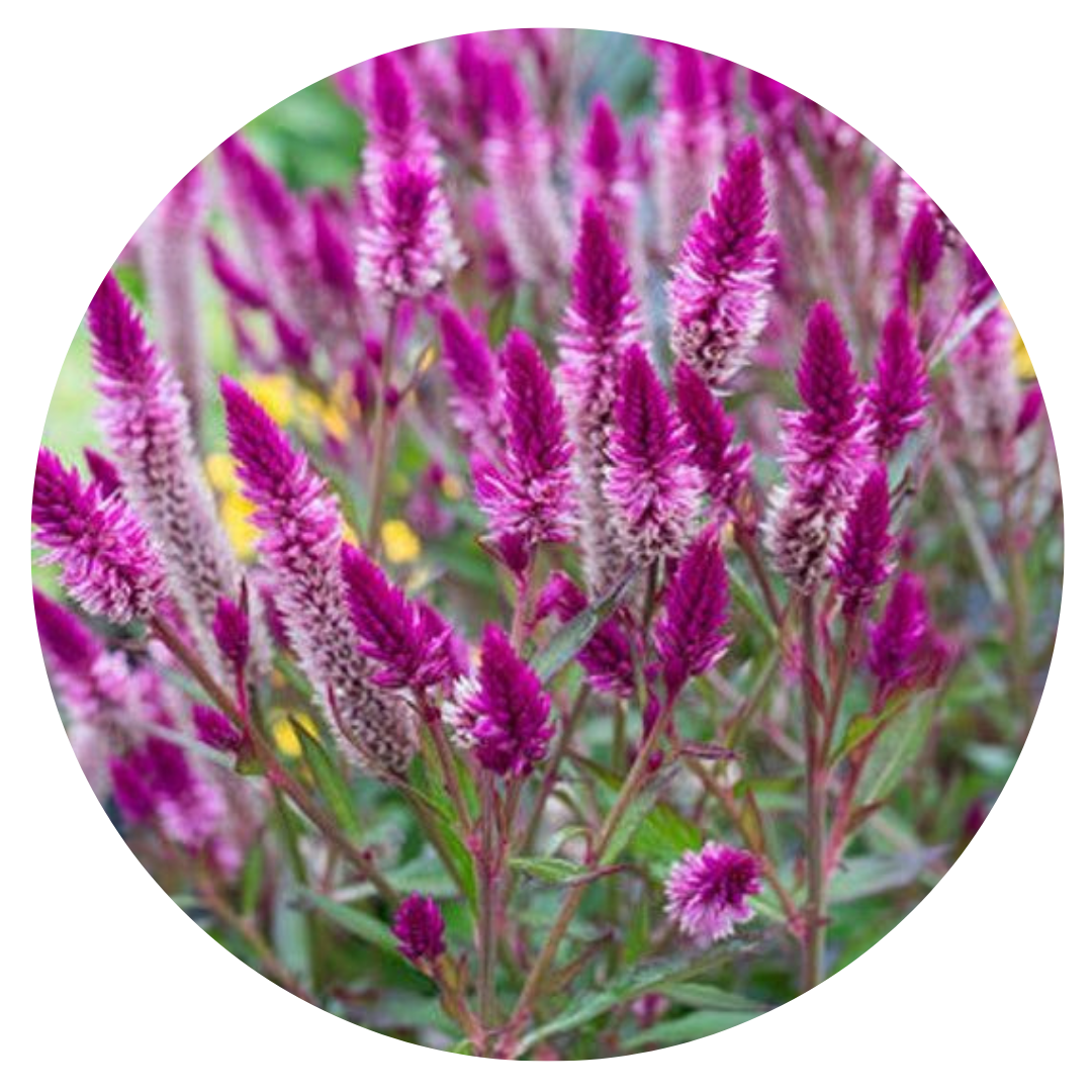 Celosia spicata Flamingo Purple