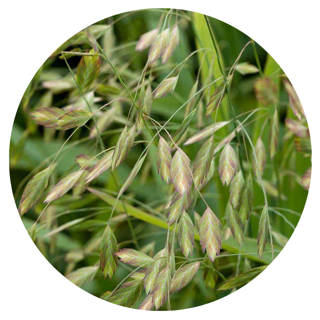 Chasmanthium latifolium Green Dangles | Spangle Grass |  Sea Oats