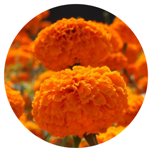 Tagetes erecta | Marigold Chedi® Orange