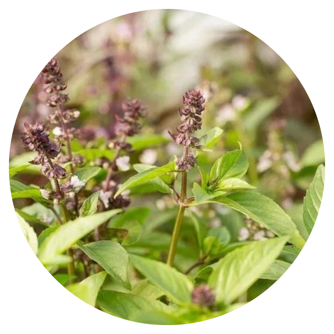 Cinnamon basil | Ocimum basilicum Cinnamon