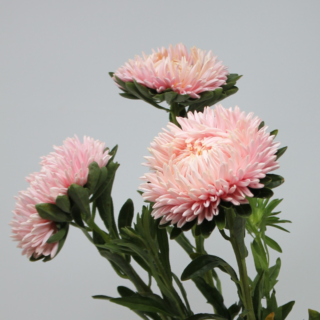 Aster Lady Coral® Salmon 