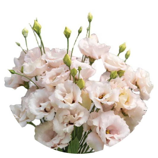 Lisianthus Corelli™ III Light Pink