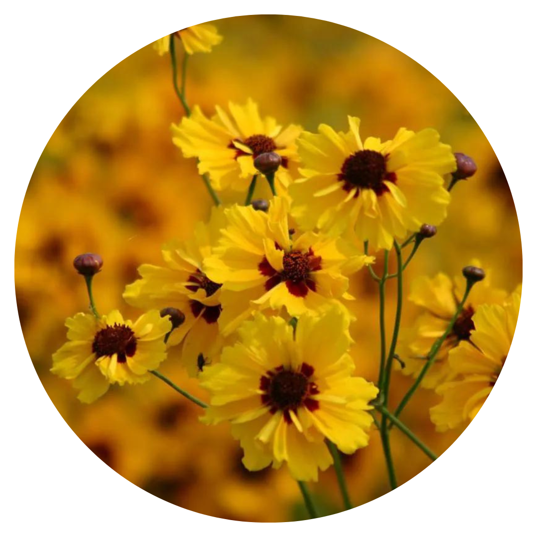 Coreopsis tinctoria Golden Roulette