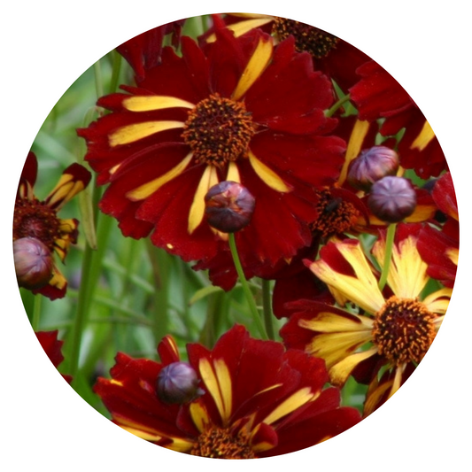 Coreopsis tinctoria Roulette