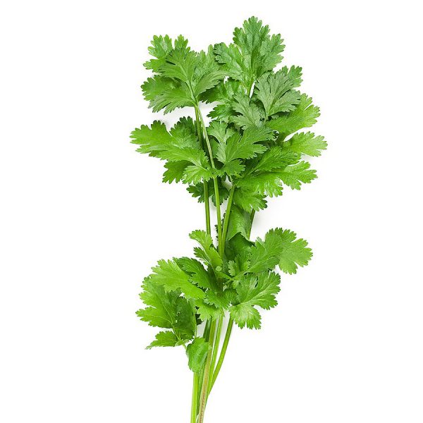 Coriander | Asian Herb