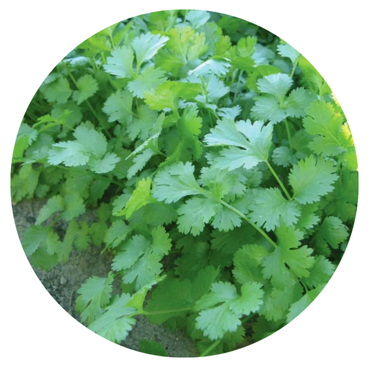 Coriander | Asian Herb