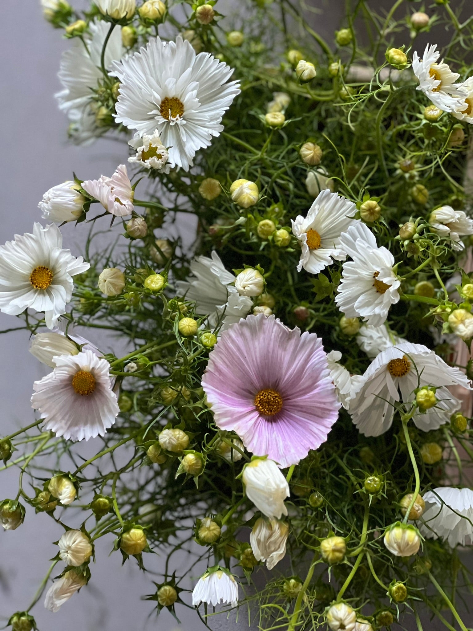 Cosmos bipinnatus Cupcakes Blush