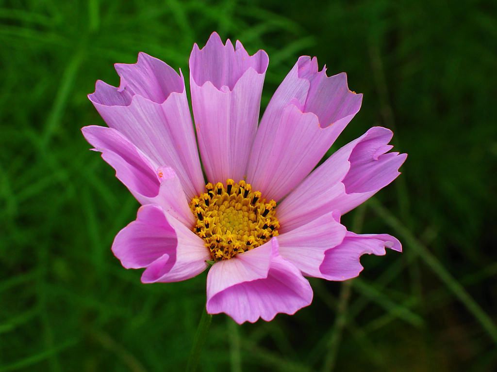 Cosmos bipinnatus Sea Shells mix