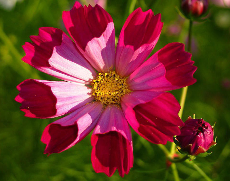 Cosmos bipinnatus Sea Shells mix