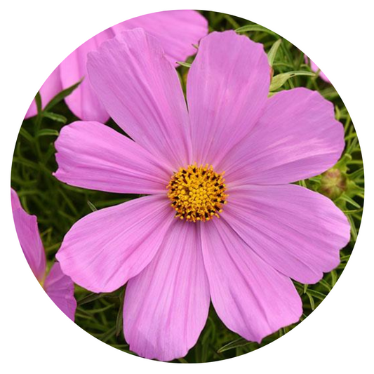 Cosmos bipinnatus Sonata Pink