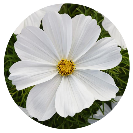 Cosmos bipinnatus Sonata White