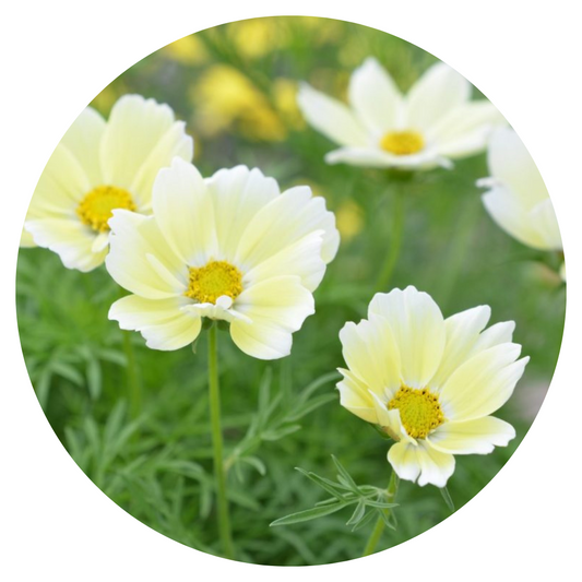 Cosmos bipinnatus Xanthos