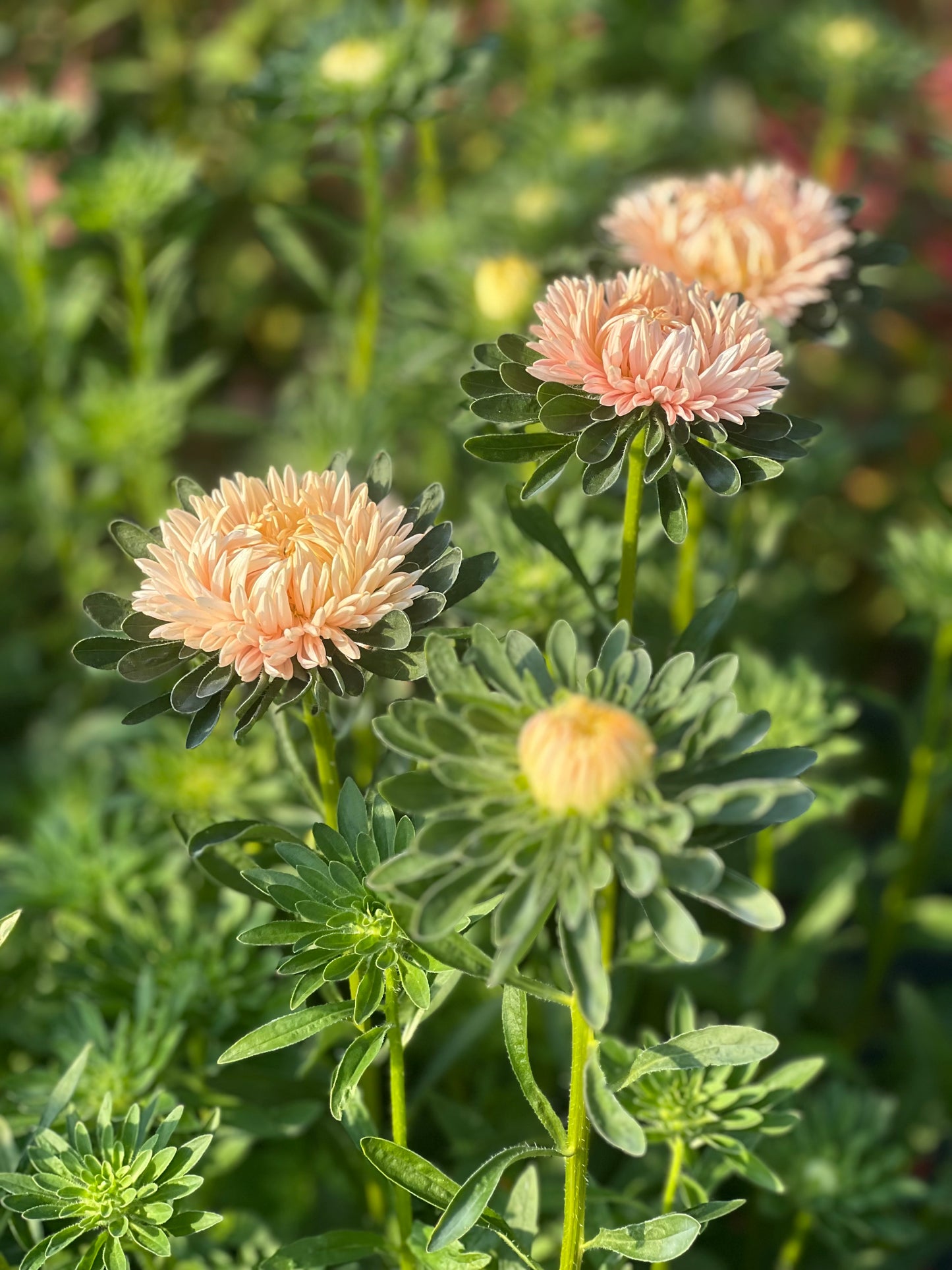 Aster NEW Syringa Gold Salmon