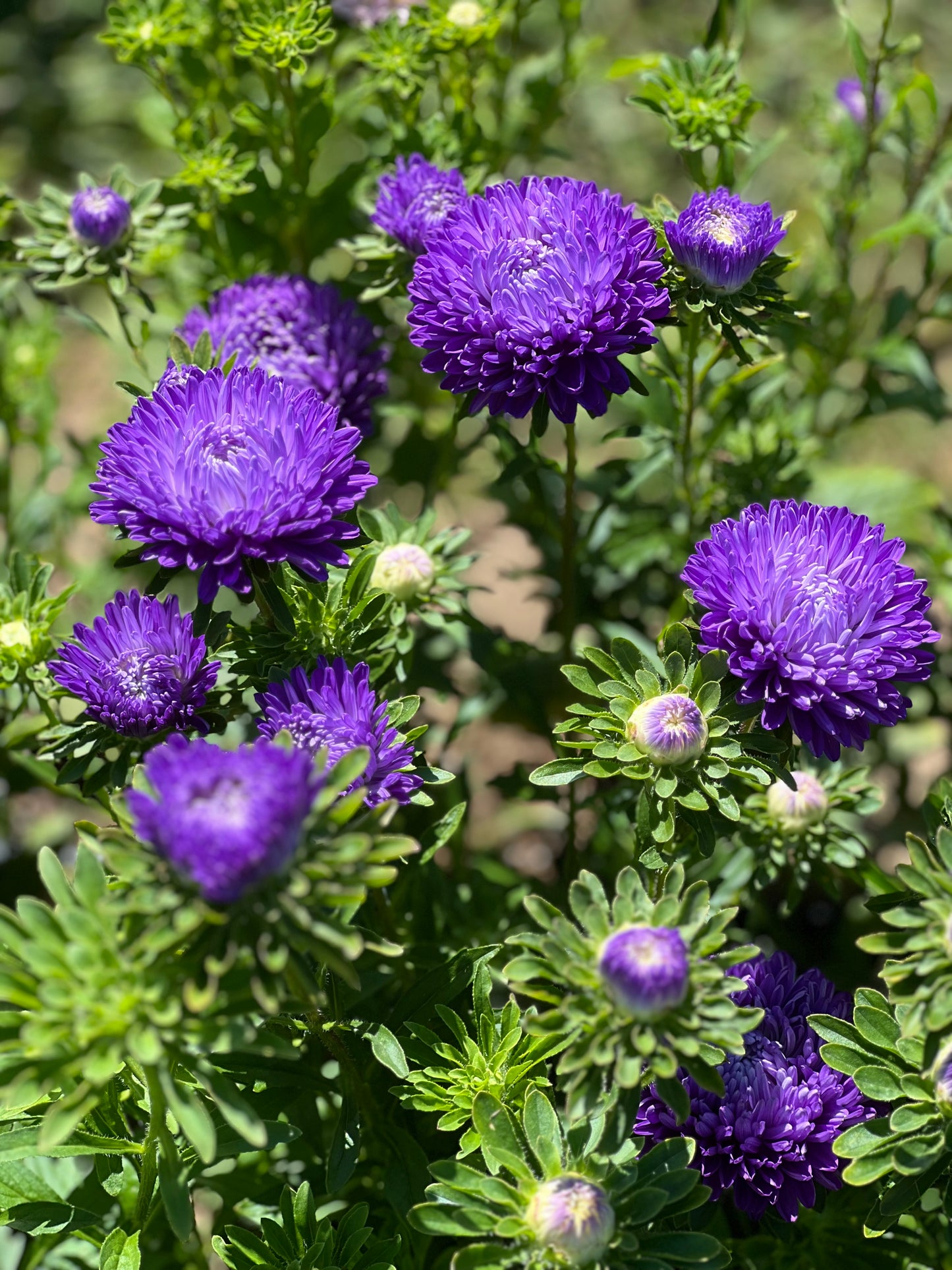 Aster Lady Coral® Dark Blue FS.