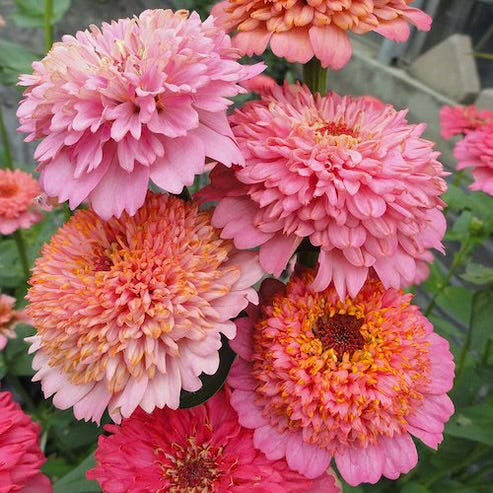 Zinnia elegans Zinderella Pastels