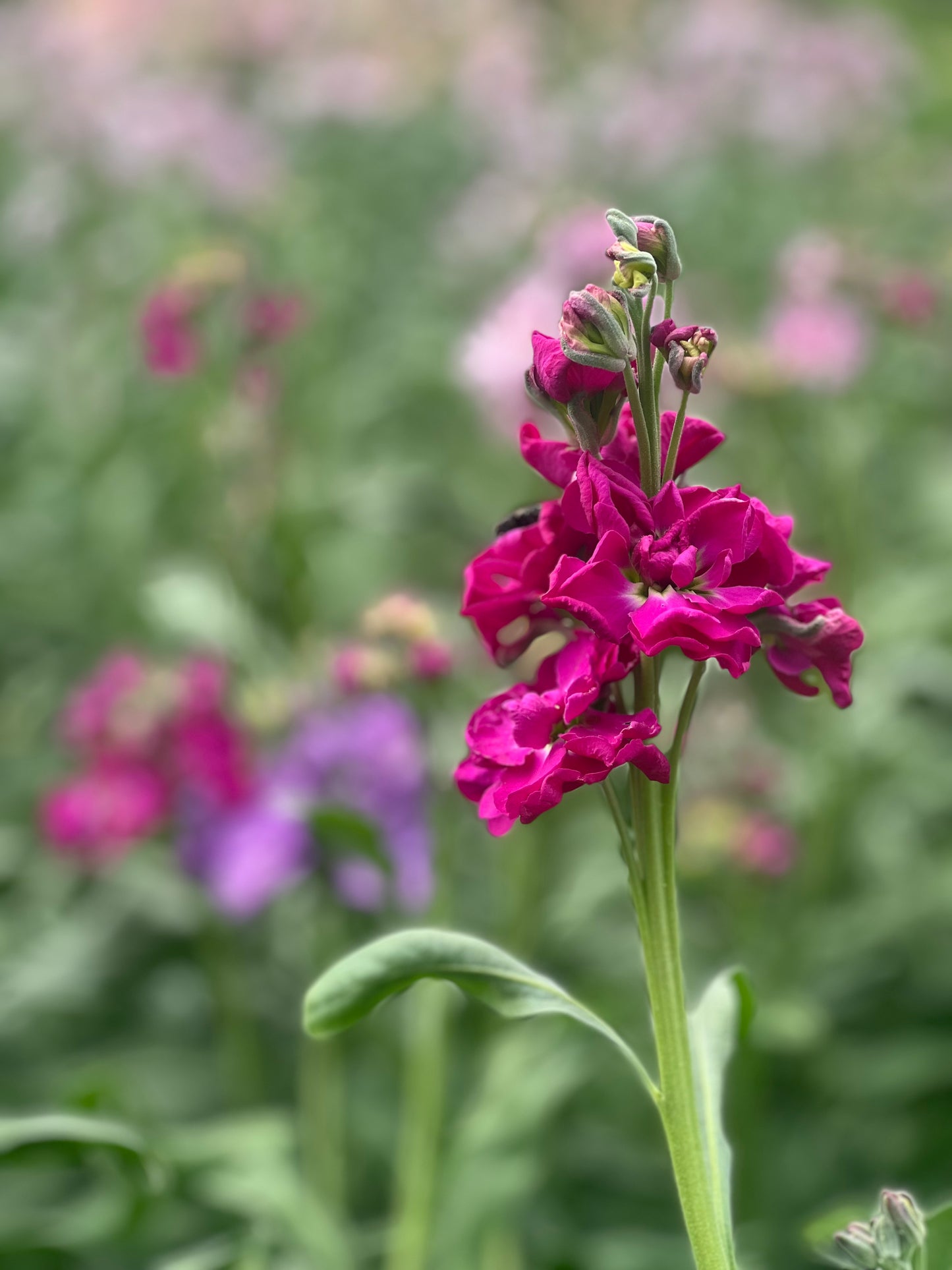 Matthiola incana Katz Crimson