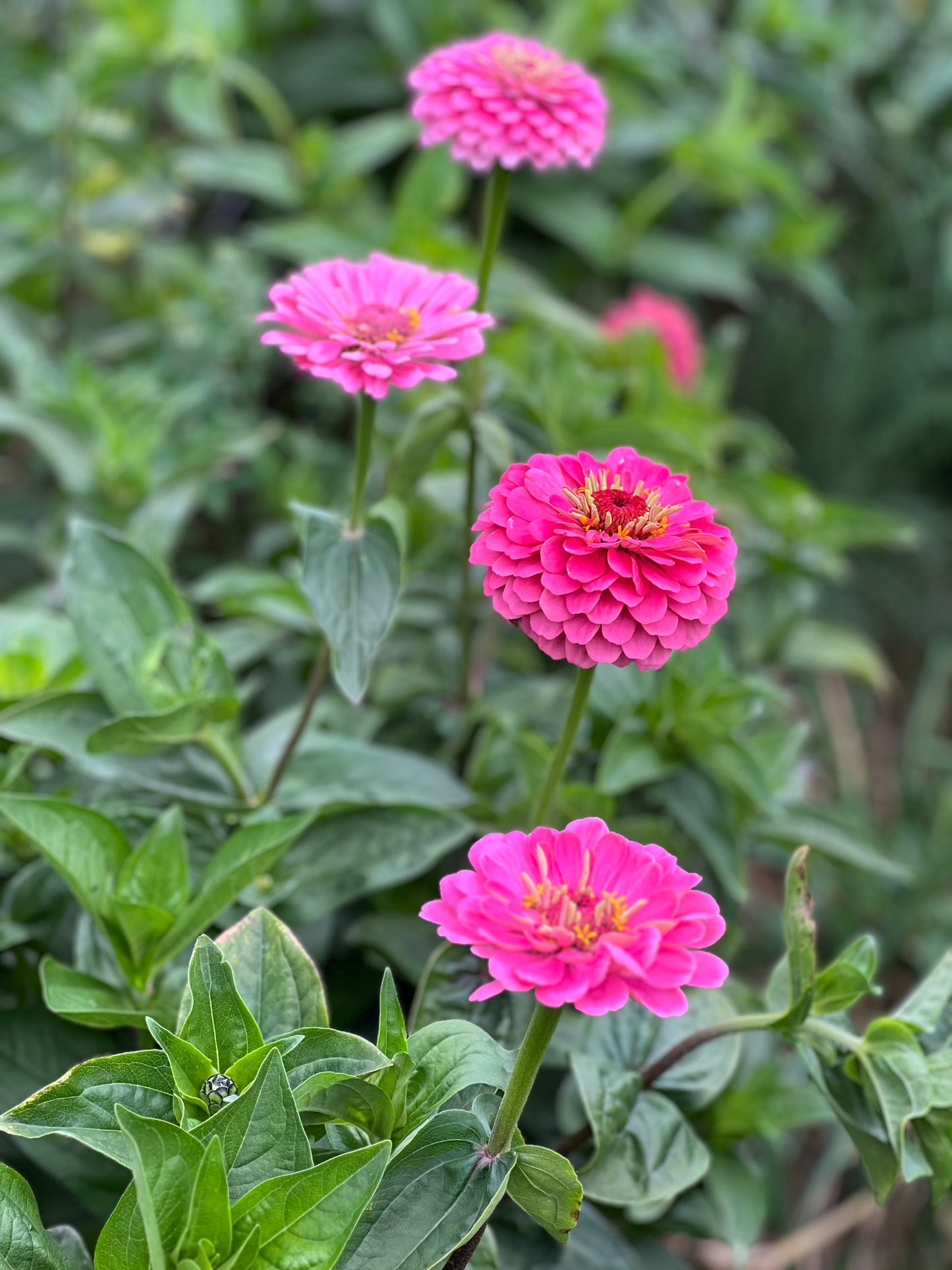 Zinnien Benary's Giant Bright Pink