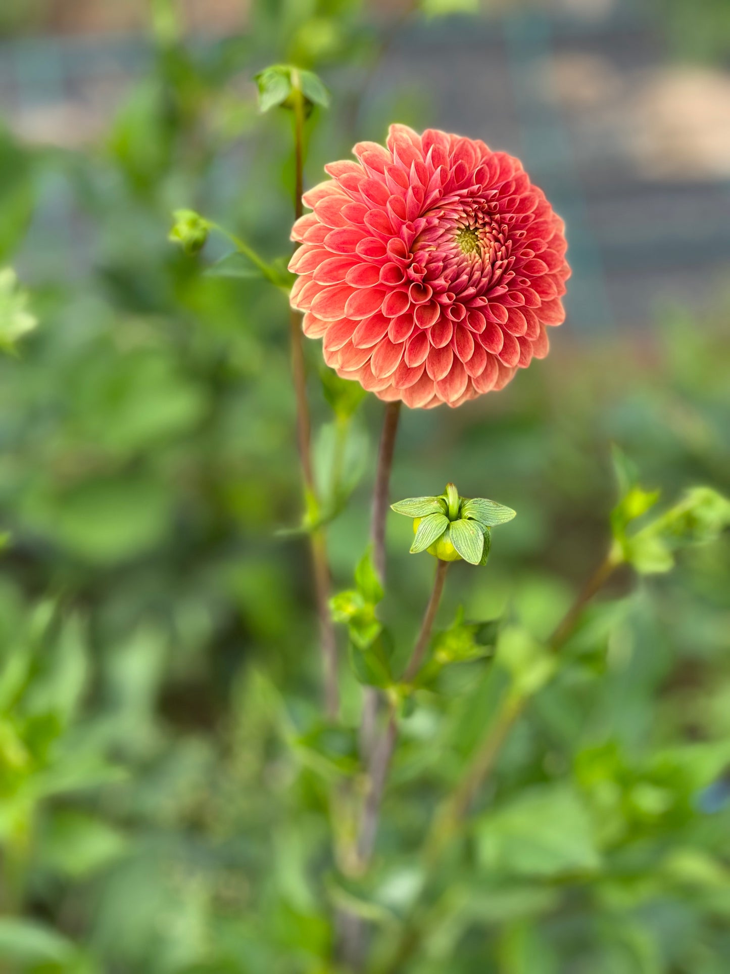 Dahlia Beatrice