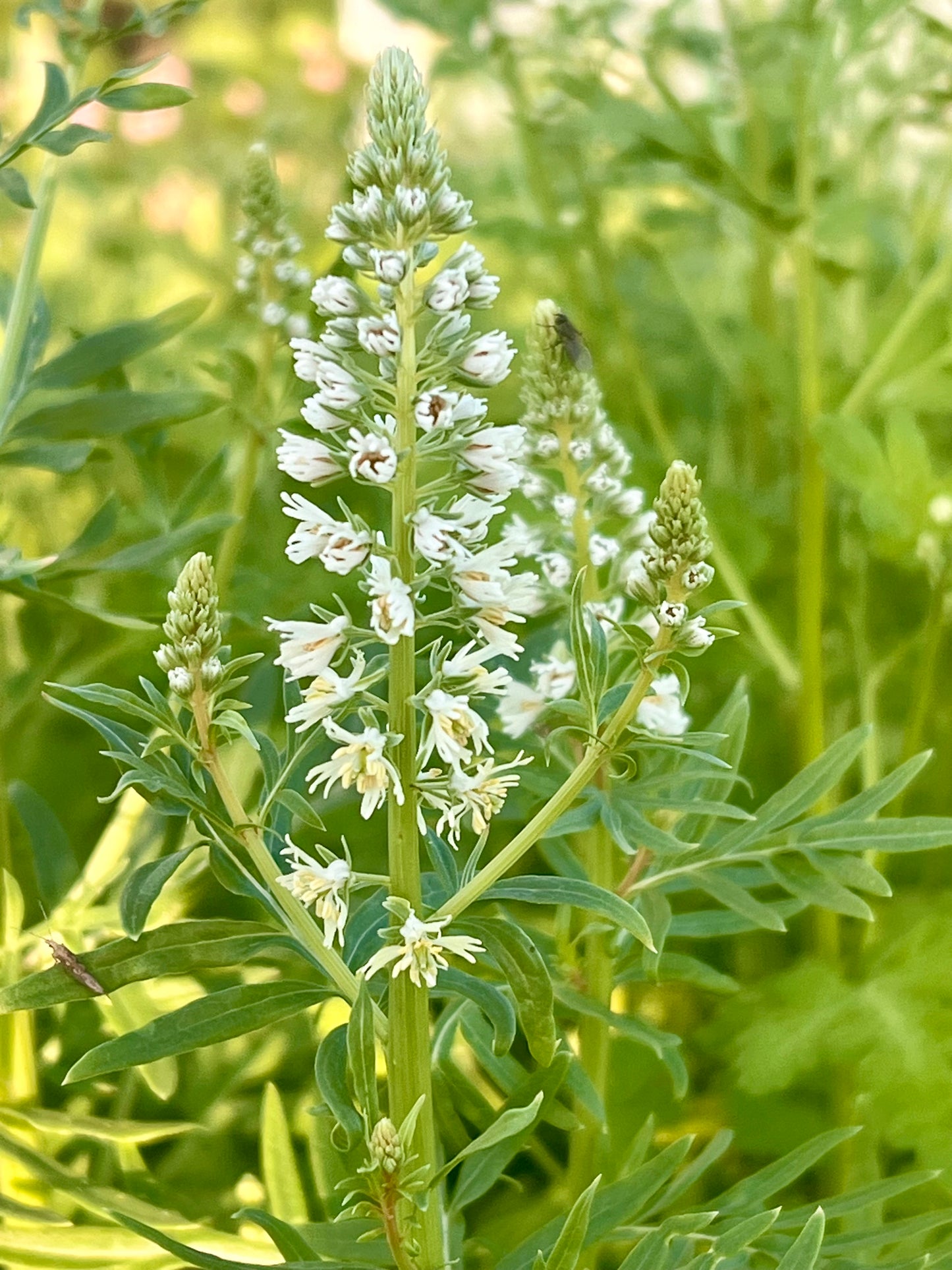 Baltā rezēda | White Mignonette