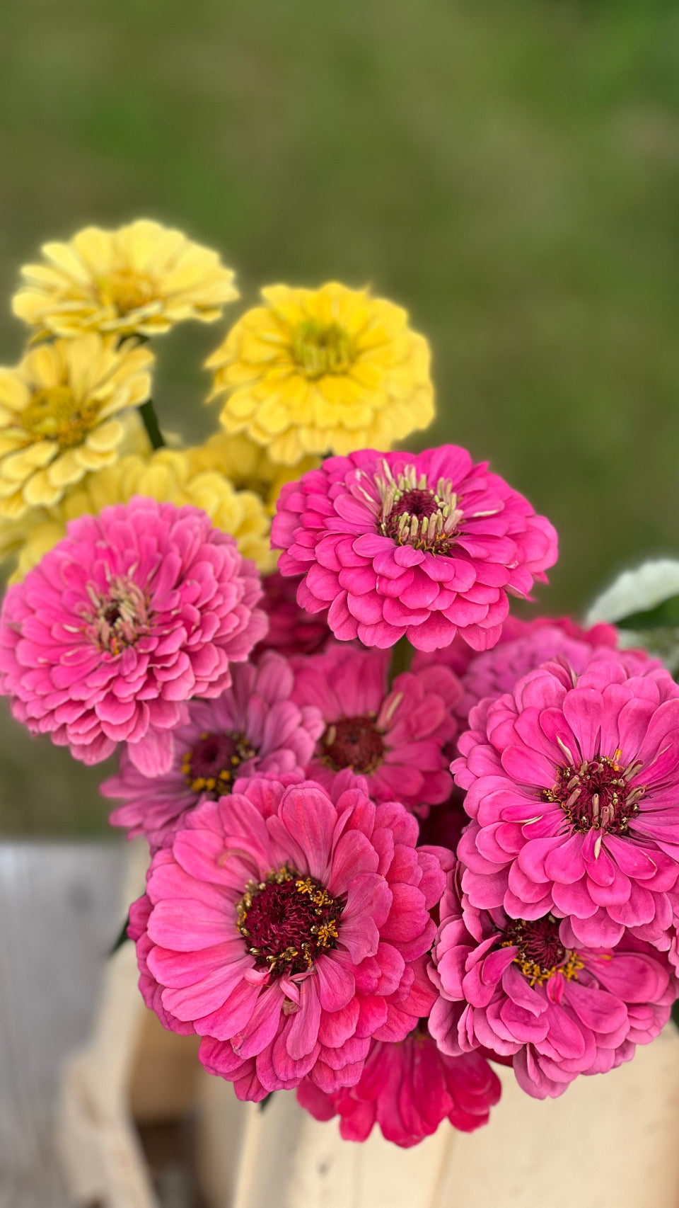 Zinnien Benary's Giant Bright Pink