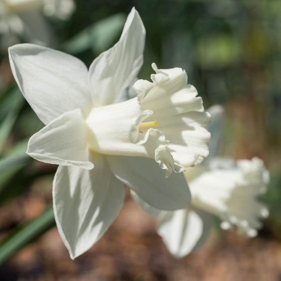 Narcissus Mount Hood