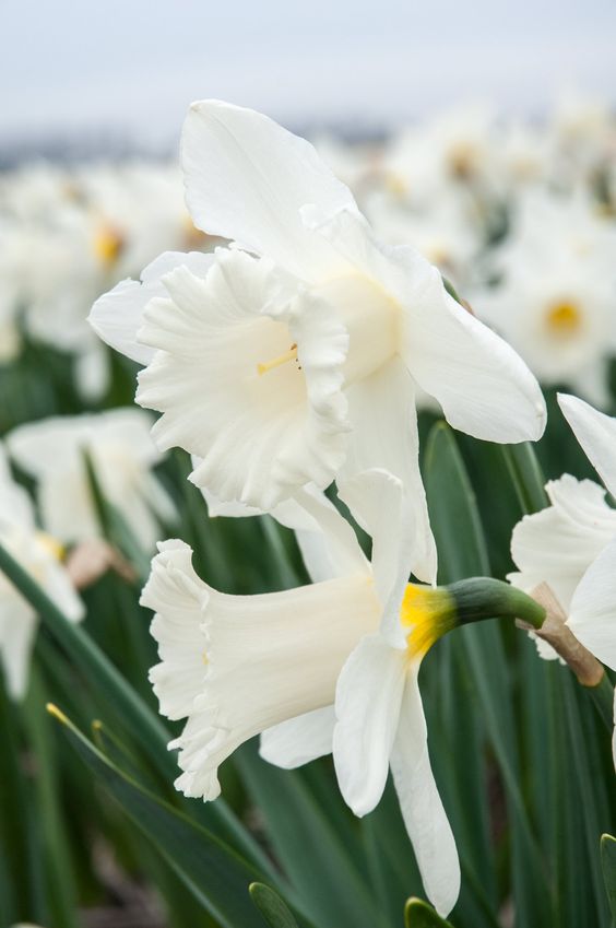 Narcissus Mount Hood