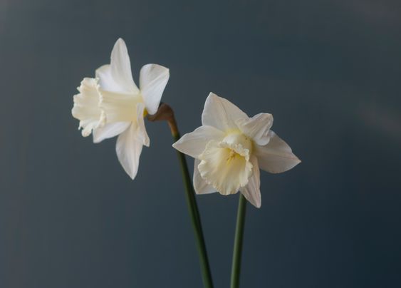 Narcissus Mount Hood